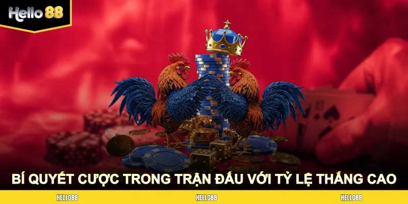 Bí quyết cược trong trận đấu với tỷ lệ thắng cao