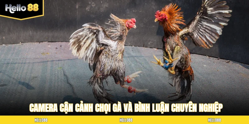Camera cận cảnh chọi gà và bình luận chuyên nghiệp