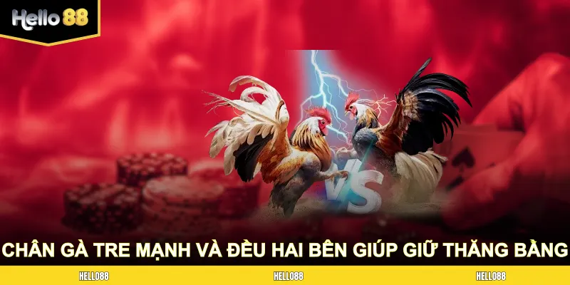 Chân gà tre mạnh và đều hai bên giúp giữ thăng bằng