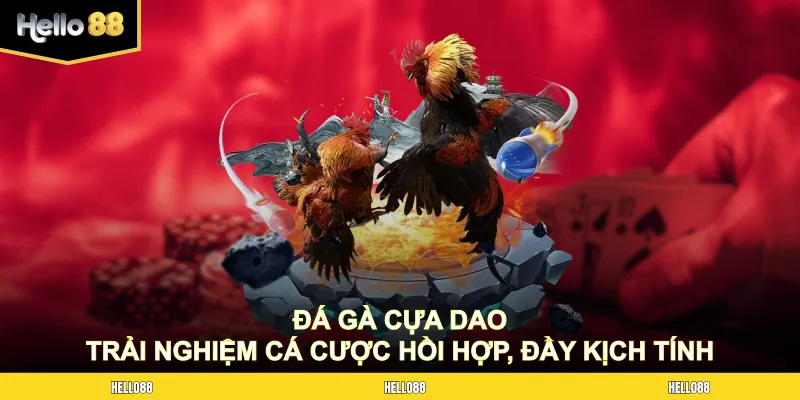 Đá gà cựa dao