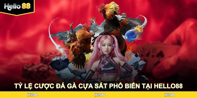 Một số tỷ lệ cược đá gà cựa sắt phổ biến tại HELLO88